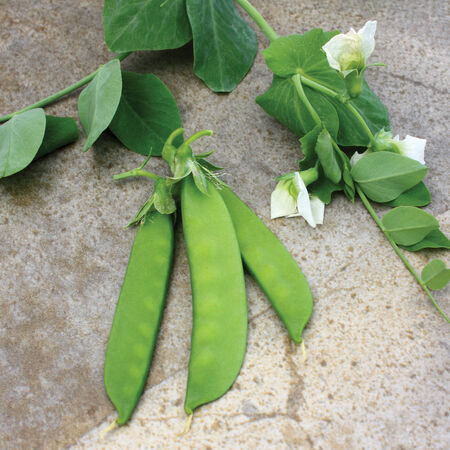 Little SnowPea White, Pea Seeds - 1 Pound image number null